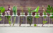 Essential Oils for IBS